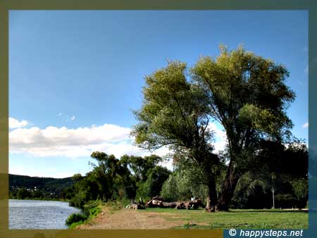 photo of a tree by the River Berounka, Lipence, Prague